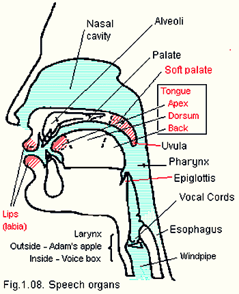 Органы речи человека. Строение органов речи. Схема строения органов речи. Строение органов речи. Анатомия человека.